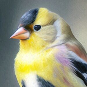 16x20 American Goldfinch‎ Yellow Bird Watercolor Oil Painting Wall Art Poster